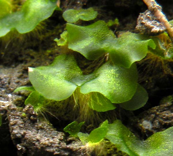 Close-up of several gametophytes (of unknown species) growing in a terrarium.