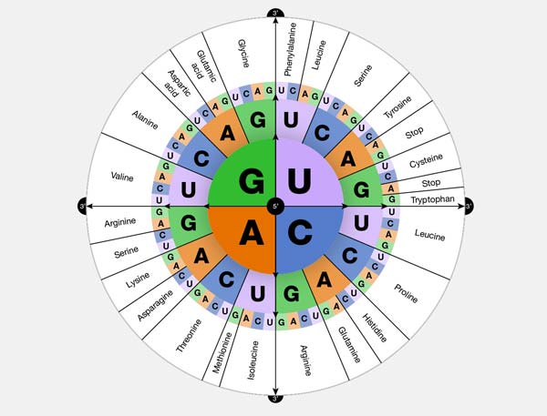 Genetic code refers to the instructions contained in a gene that tell a cell how to make a specific protein.