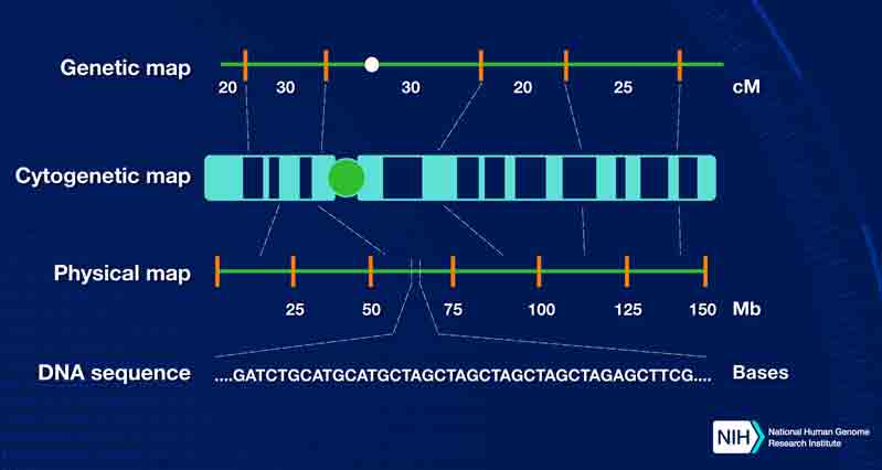 Gene mapping - also called linkage mapping - can offer firm evidence that a disease transmitted from parent to child is linked to one or more genes. Mapping also provides clues about which chromosome contains the gene and precisely where the gene lies on that chromosome.