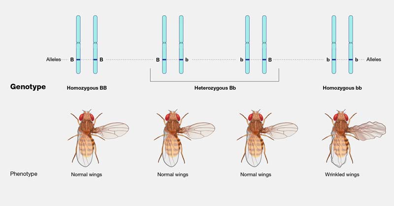 A genotype is a scoring of the type of variant present at a given location (i.e., a locus) in the genome.