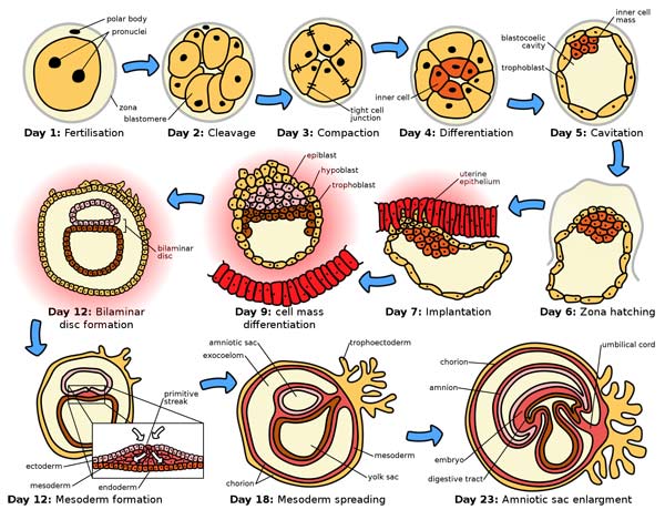 The initial stages of human embryonic development