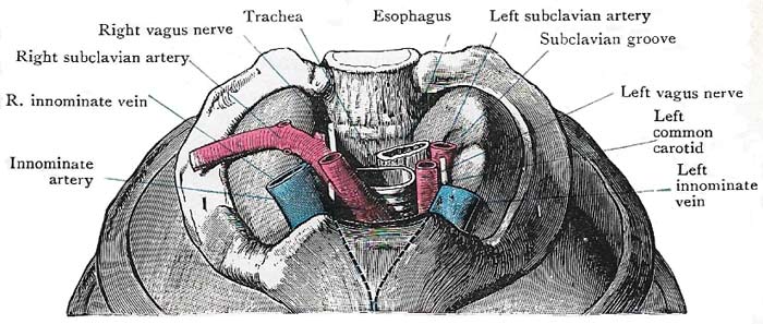 Inlet of the thorax.