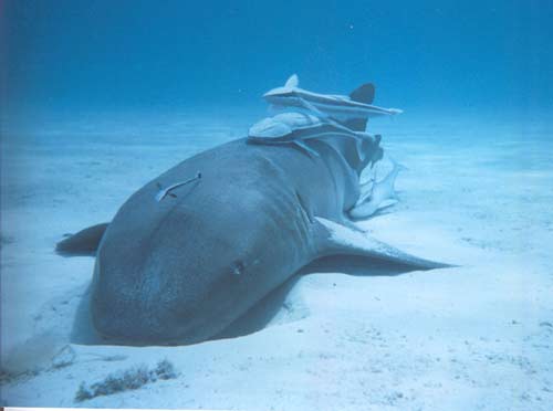 The remora has a commensal relationship with sharks.