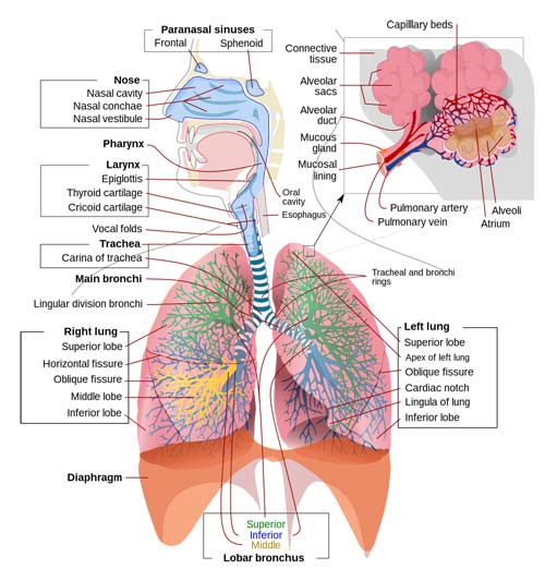 Schematic view of the human respiratory system.
