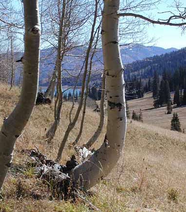 Aspen growth in Utah shows progressive creep downslope.