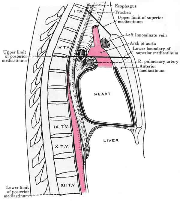 Thorax median section