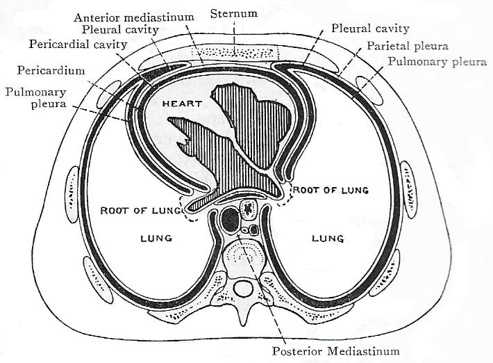 Thorax ransverse section