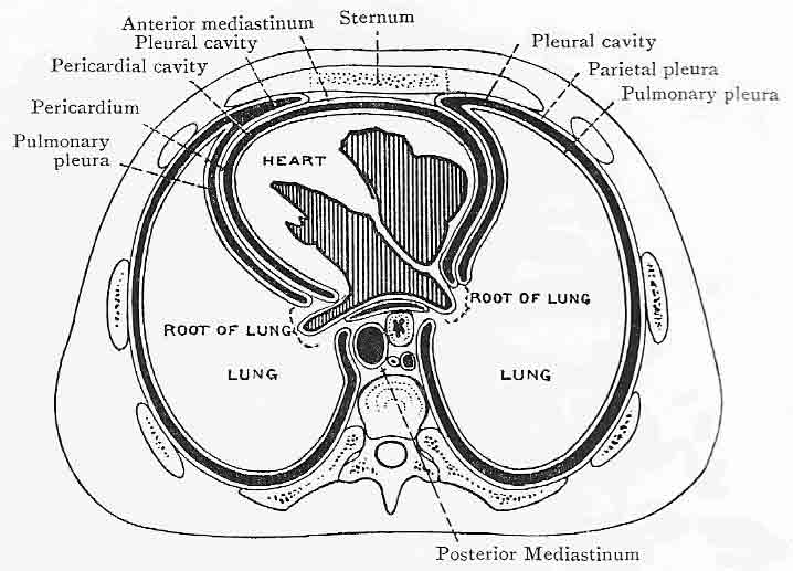 Schematic view of the human respiratory system.