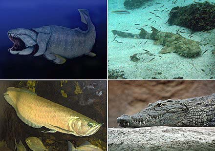 Example of Gnathostomata: Dunkleosteus (Placodermi), spotted wobbegong (Chondrichthyes), silver arowana (Osteichthyes), and a Nile crocodile (Tetrapoda).