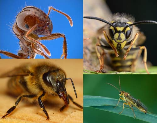 Hymenopterans from different families.