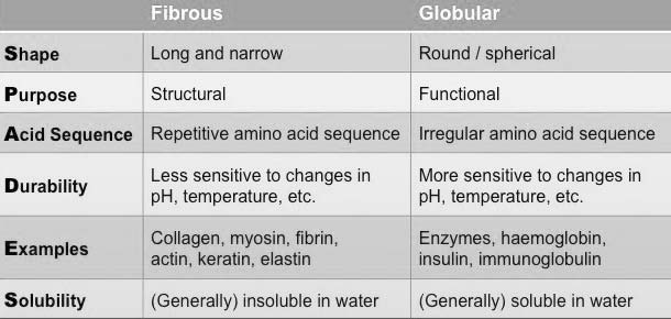 Comparison of globular and fibrous proteins.
