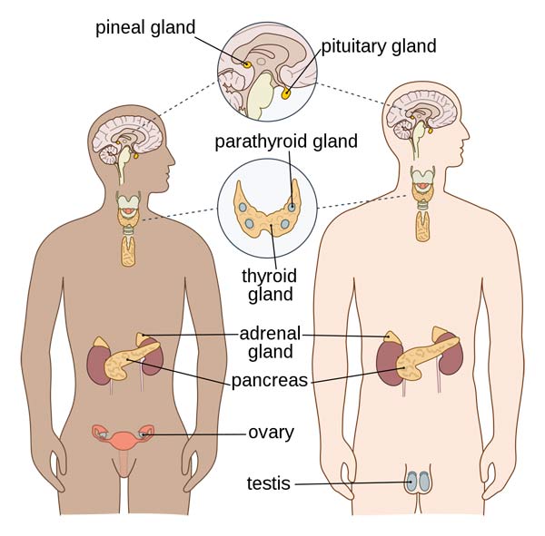 Glands of the human endocrine system.