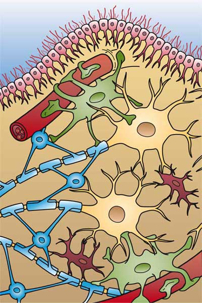 Four different types of glial cells are found in the central nervous system: ependymal cells (light pink), astrocytes (green), microglial cells (red), and oligodendrocytes (functionally similar to Schwann cells in the peripheral nervous system) (light blue).