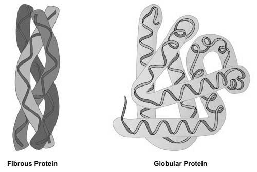 Structural comparison of globular and fibrous proteins.