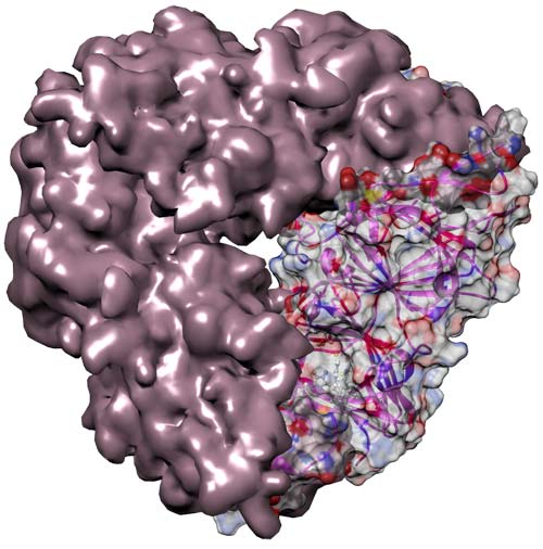 Crystal structure of a pumpkin seed globulin.