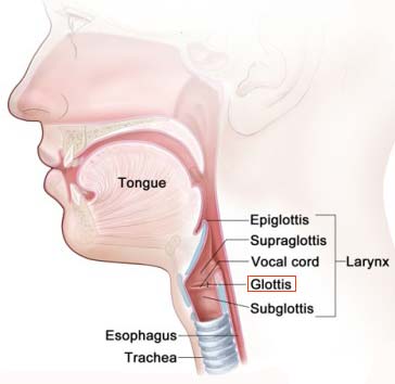 Anatomy of the larynx