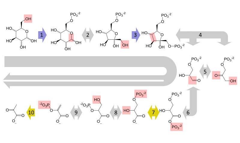 The metabolic pathway of glycolysis converts glucose to pyruvate by via a series of intermediate metabolites. Each chemical modification is performed by a different enzyme. Steps 1 and 3 consume ATP and steps 7 and 10 produce ATP. Since steps 6–10 occur twice per glucose molecule, this leads to a net production of ATP.