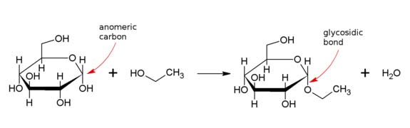 Formation of ethyl glucoside: Glucose and ethanol combine to form ethyl glucoside and water. The reaction often favors formation of the alpha glycosidic bond as shown due to the anomeric effect.
