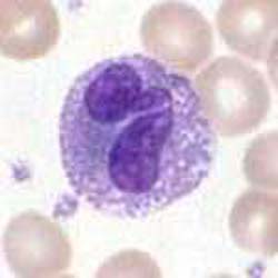 A basophilic granulocyte.