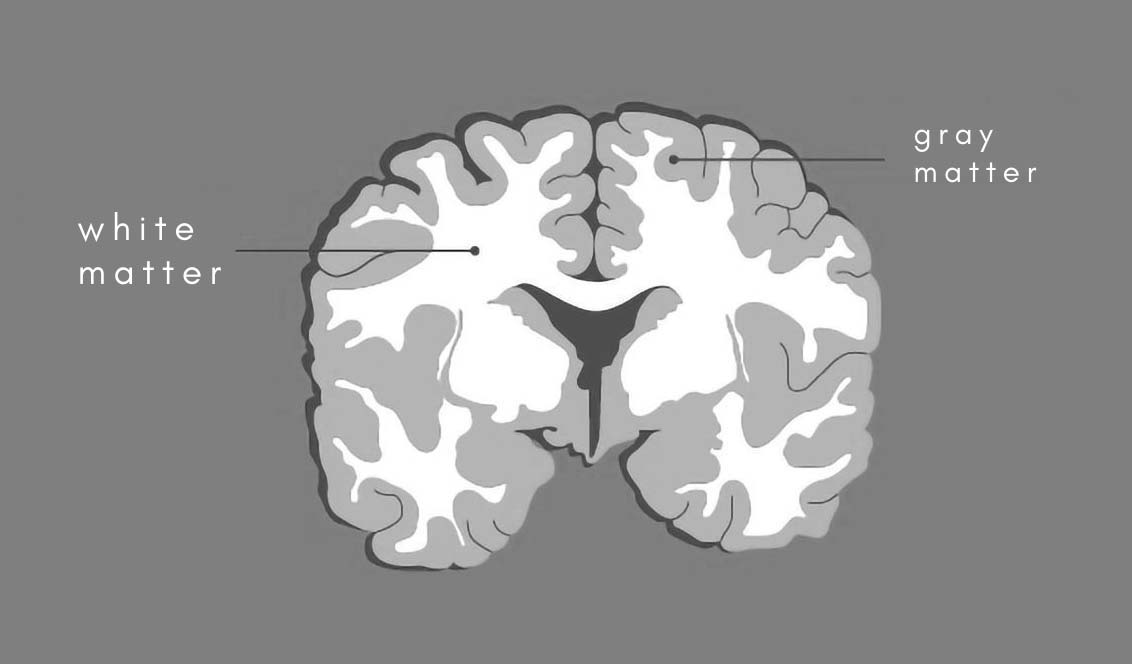 Gray matter in the brain and spinal cord is also known as substantia grisea, and is made up of cell bodies. White matter, or substantia alba, is composed of nerve fibers.