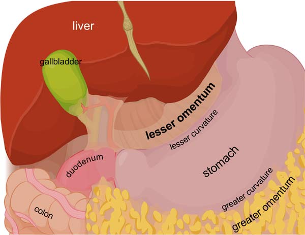 Greater and lesser omentum.