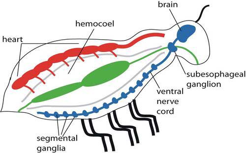 Hemocoel