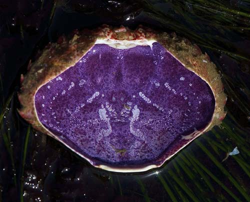 The underside of the carapace of a red rock crab. The purple coloring is caused by hemocyanin.