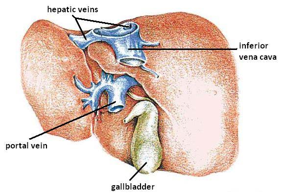 Hepatin veins