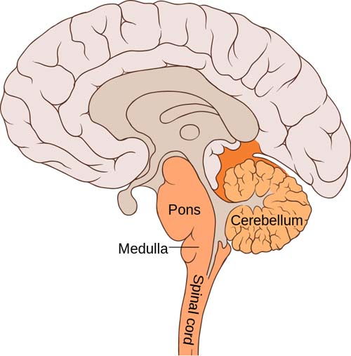 The hindbrain is one of the three major regions of our brains, located at the lower back part of the brain. It includes most of the brainstem and a dense coral-shaped structure called the cerebellum.