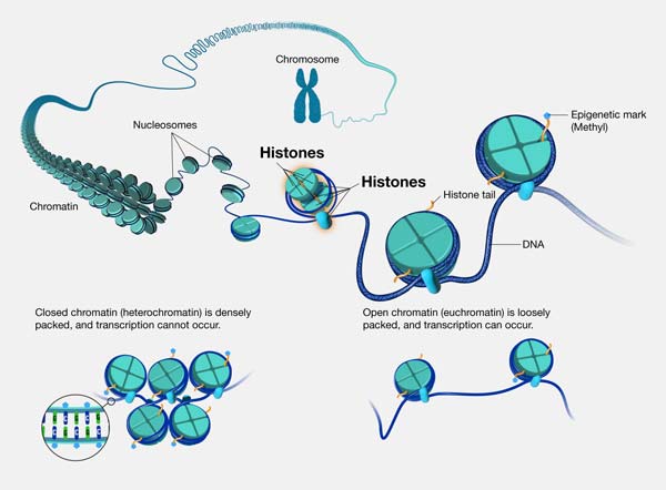 Histones are proteins that are critical in the packing of DNA into the cell and into chromatin and chromosomes. They're also very important for regulation of genes.