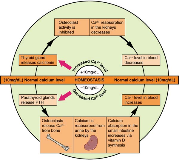 Calcium homeostasis.