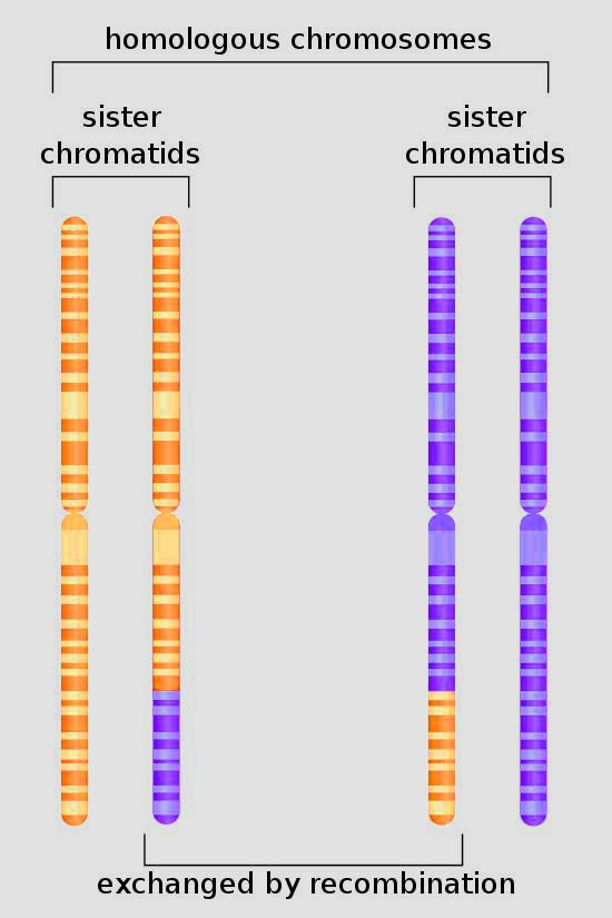 Homologous recombination.