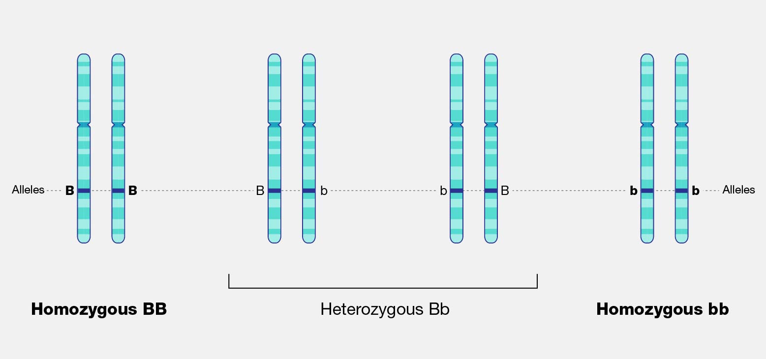 Homozygous describes the genetic condition or the genetic state where an individual has inherited the same DNA sequence for a particular gene from both their biological mother and their biological father.