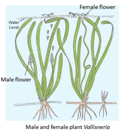 Vallisneria is a hydrophytic, submerged plant in which male and female flowers borne on separate plants.