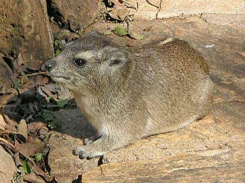 Yellow-spotted rock hyrax.
