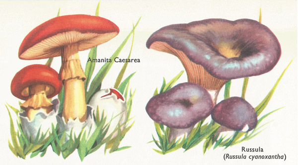 Amanita Caesarea and Russula