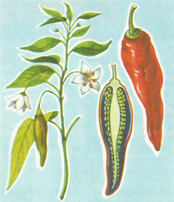 Capsicum