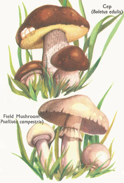Cep and Field Mushroom