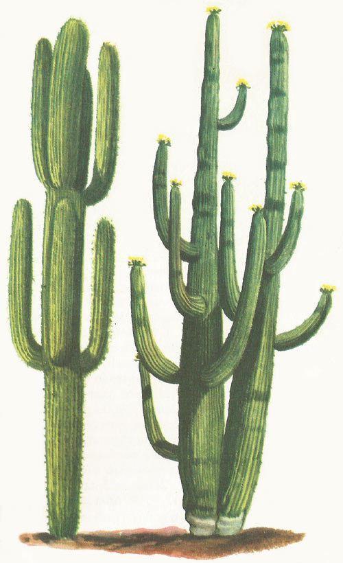 Cereus giganteus