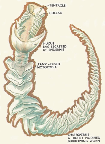 Chaetopteris