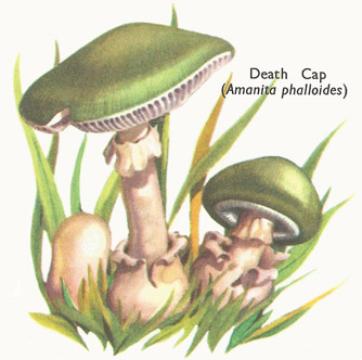 Death Cap