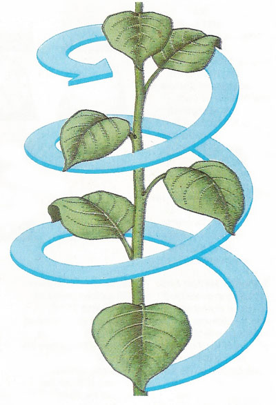 Fibonacci ratios