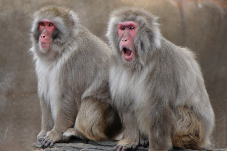 Japanese macaques