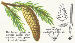 Norway spruce