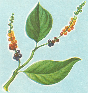 Pepper plant