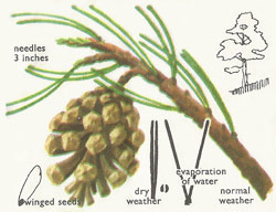 Scots pine