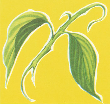Zeylanicum leaf