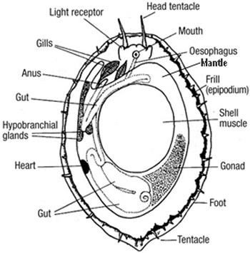 abalone anatomy