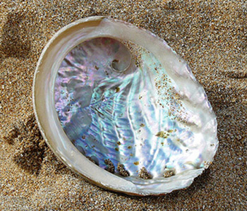 abalone shell