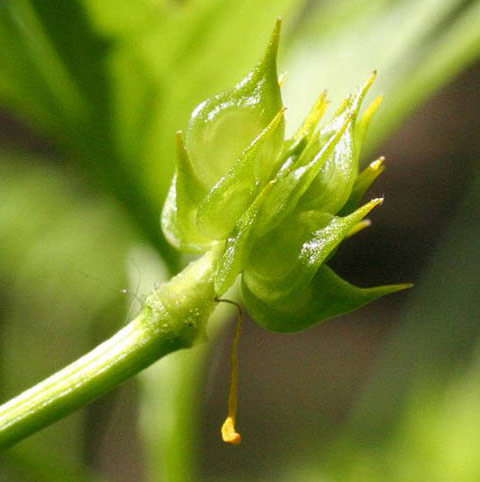 Swamp buttercup achenes